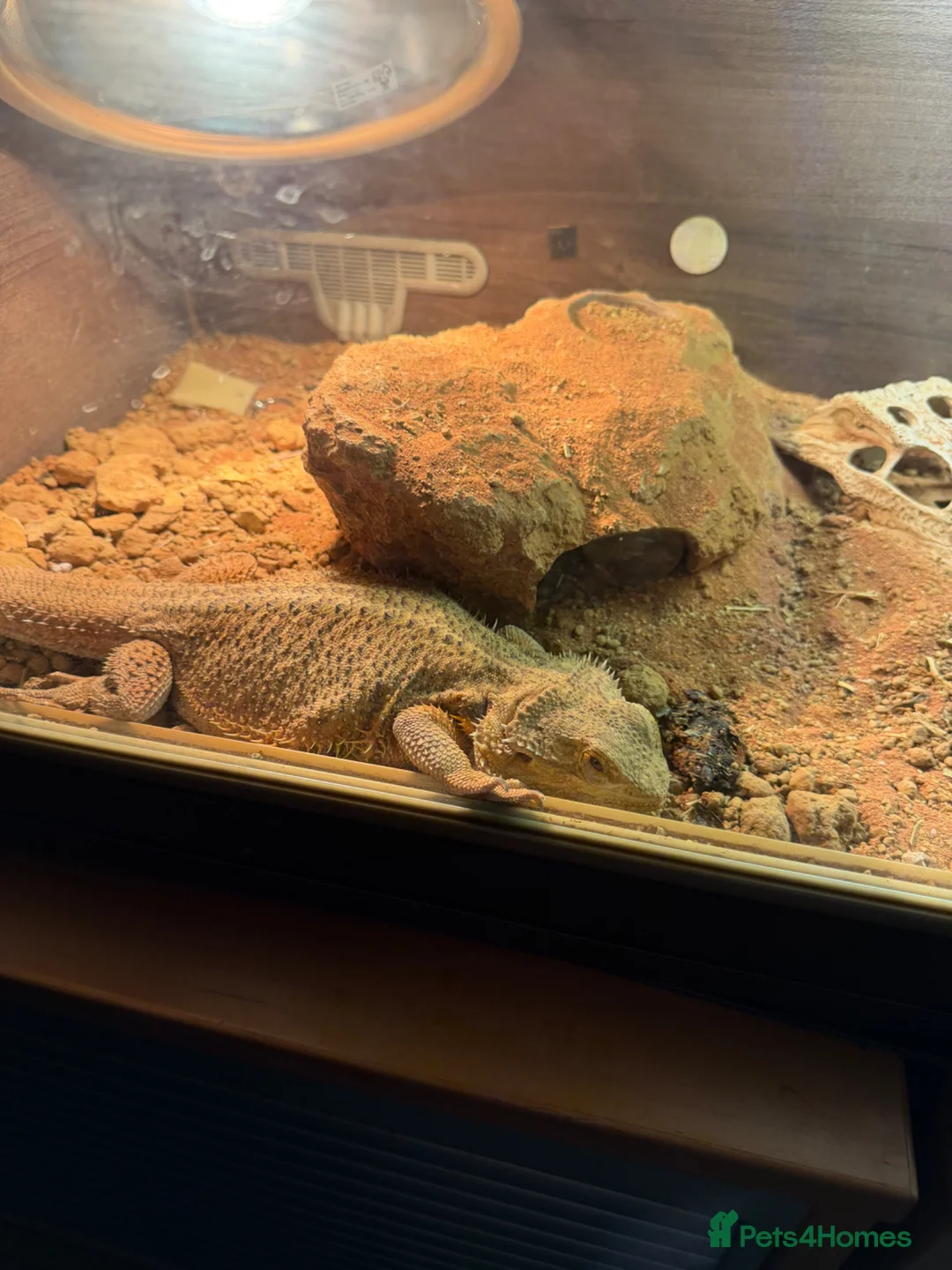 Bearded Dragon reptiles for sale: Bearded dragon  - Advert 2