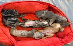French Bulldog dogs for sale: New litter coming Kc frenchies in Milton Keynes - Image 5