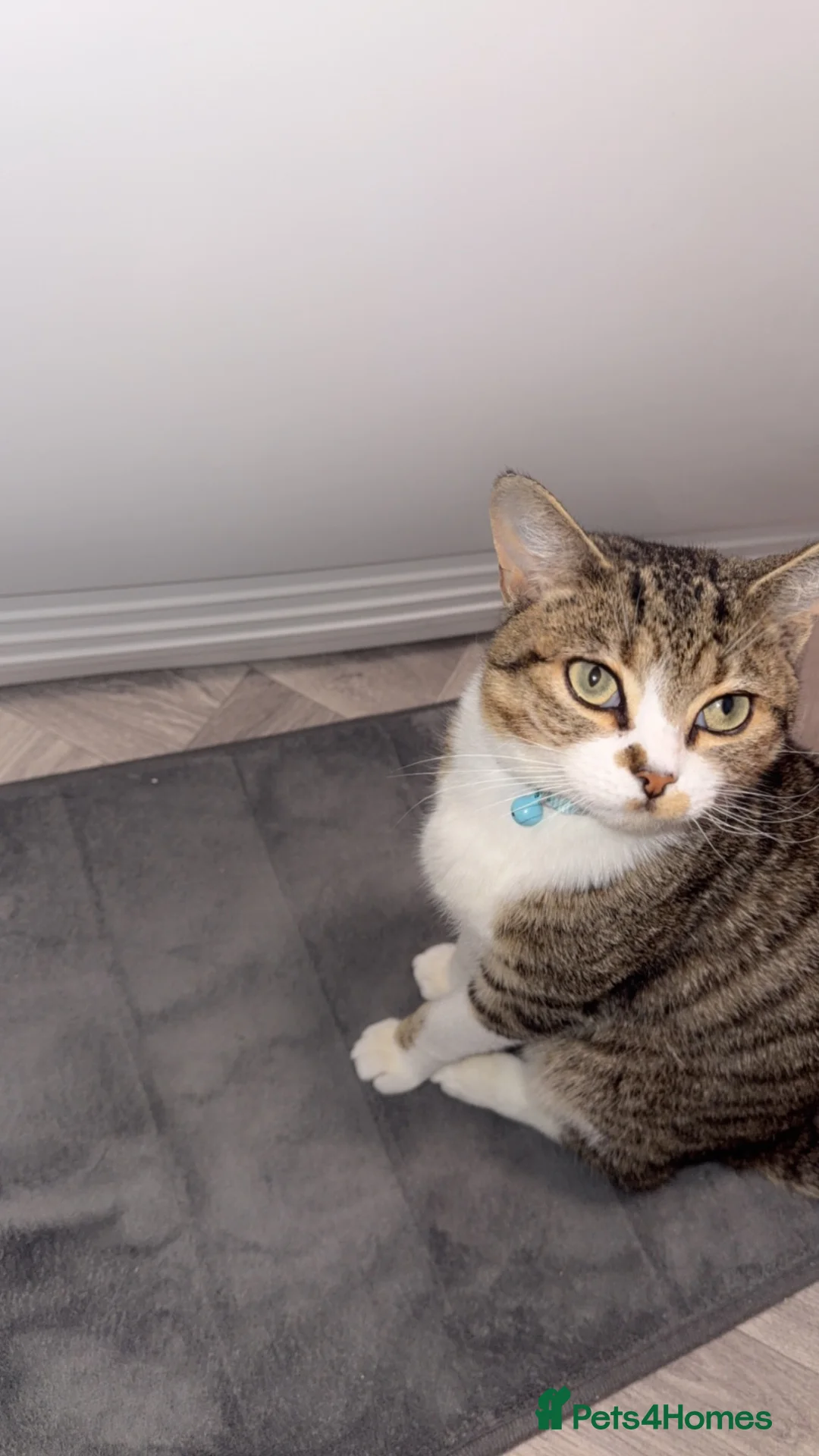 Domestic Shorthair cats for sale:  domestic shorthair brown tabby&white male cat  in Nelson - Advert 2