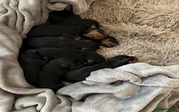 Rottweiler dogs for sale: Rottweiler puppies  - Image 7