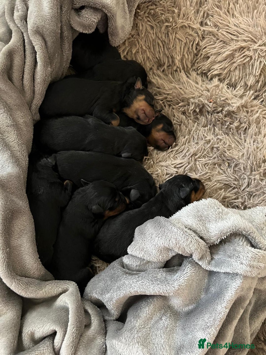 Rottweiler dogs for sale: Rottweiler puppies  - Image 7