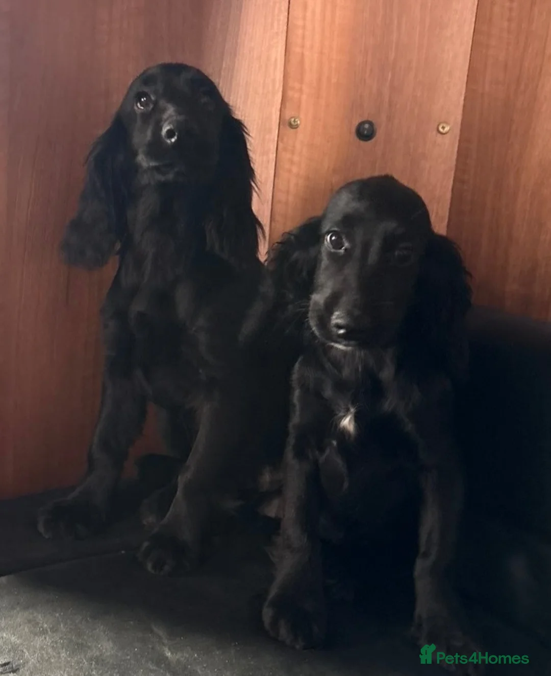 Cocker Spaniel dogs for sale: BEAUTIFUL COCKER SPANIEL PUPPIES  - Advert 12