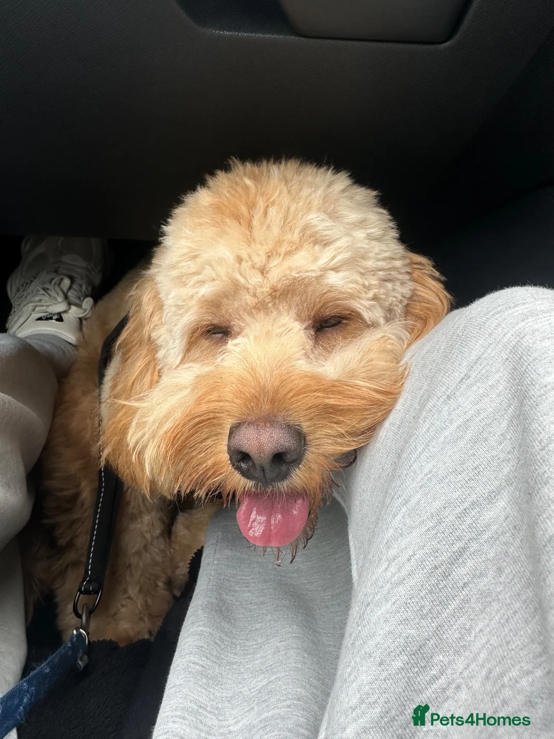 Cavapoo dogs for sale: Male Cavapoo for Sale  in Manchester - Advert 5
