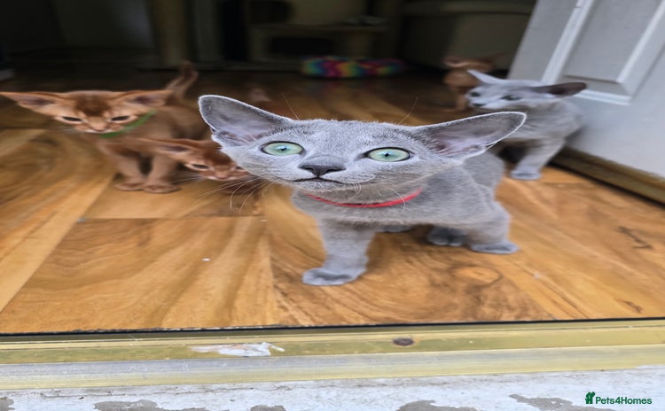 Russian Blue cats in Huddersfield - Advert 2