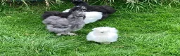 Chickens poultry for sale: Bearded Silkie Hatching Eggs - Advert 9