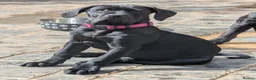 Cane Corso dogs for sale: Black female cane corsos puppies  - Advert 5
