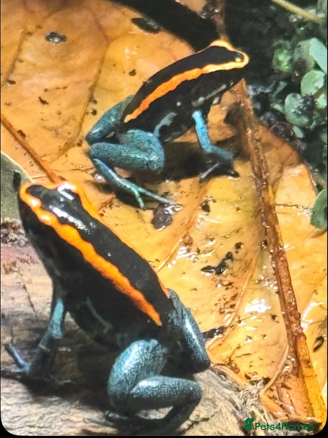 Frog reptiles for sale: Phyllobates Vittatus Dart froglets  - Advert 5