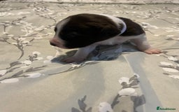 Mixed Breed dogs for sale: Sprollies - Image 9