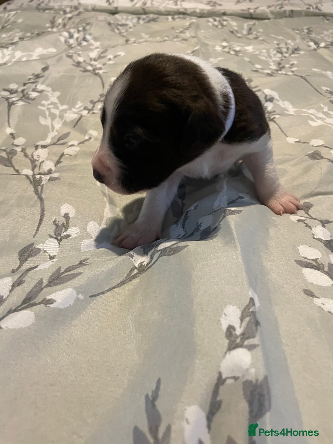 Mixed Breed dogs for sale: Sprollies - Image 9