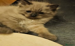 Ragdoll cats for sale: Seal, Sepia and Blue Ragdoll Kittens  - Image 9