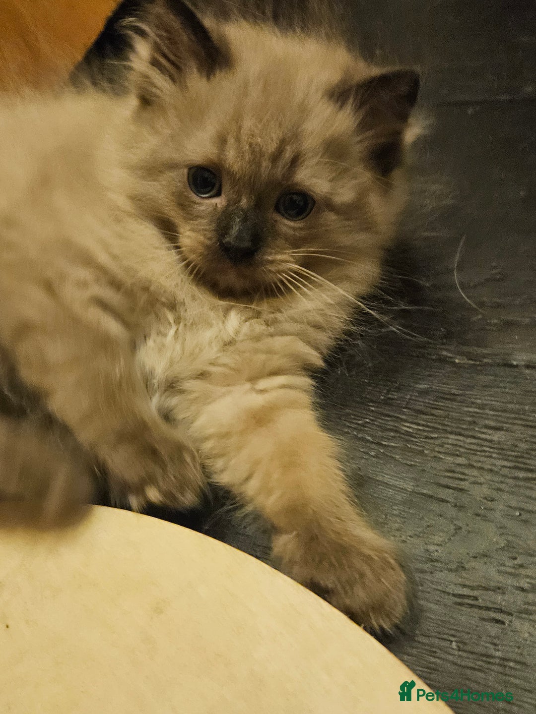 Ragdoll cats for sale: Seal, Sepia and Blue Ragdoll Kittens  - Image 9
