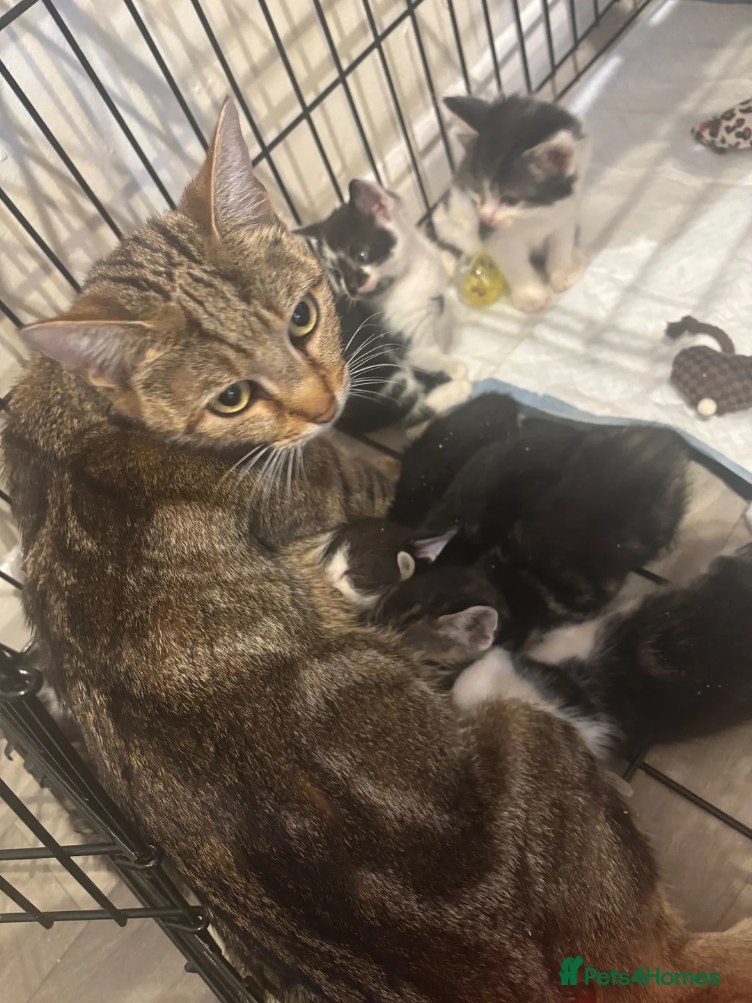 Mixed Breed cats for sale: Teddy bear like kittens  - Advert 2