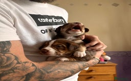 Mixed Breed dogs for sale: Mixbreed beautiful puppies  - Image 10