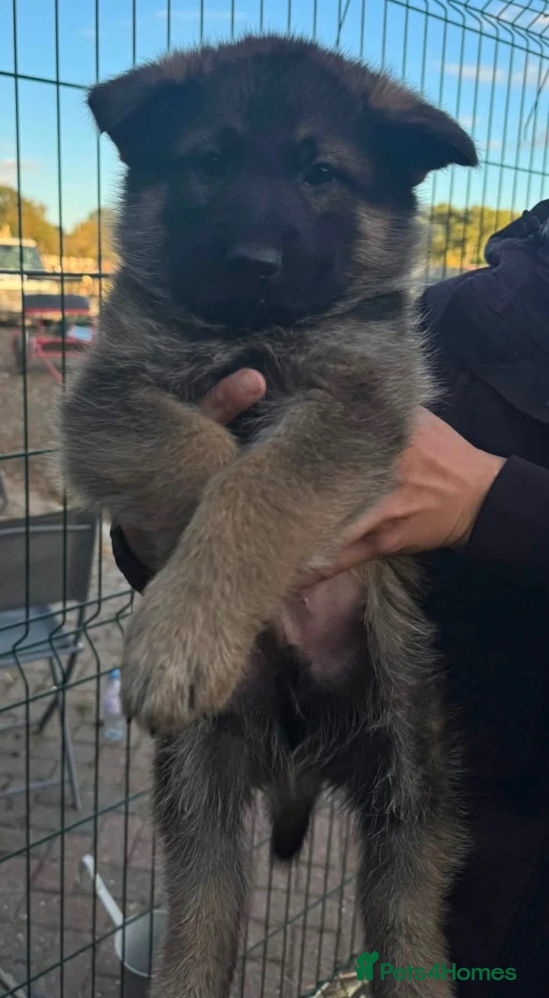 German Shepherd dogs for sale: Beautiful playful German shepherd pups in Rochford - Advert 2