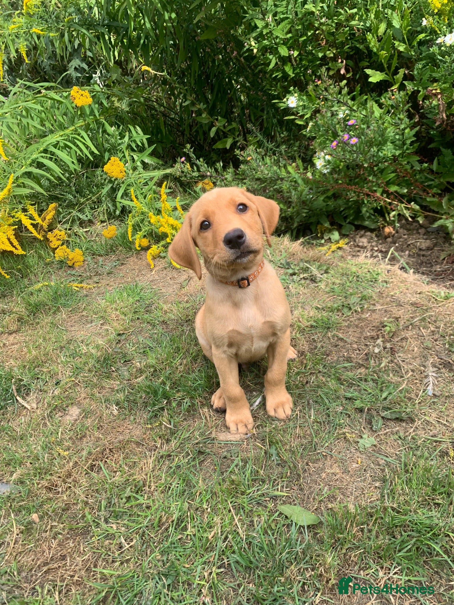 Labrador Retriever dogs  Ready now 🐾KC Labrador puppies   - Advert 14