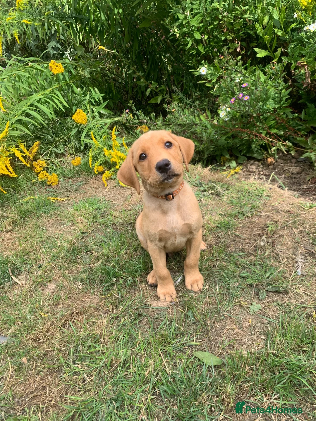 Labrador Retriever dogs for sale:  KC Labrador puppies   - Advert 2