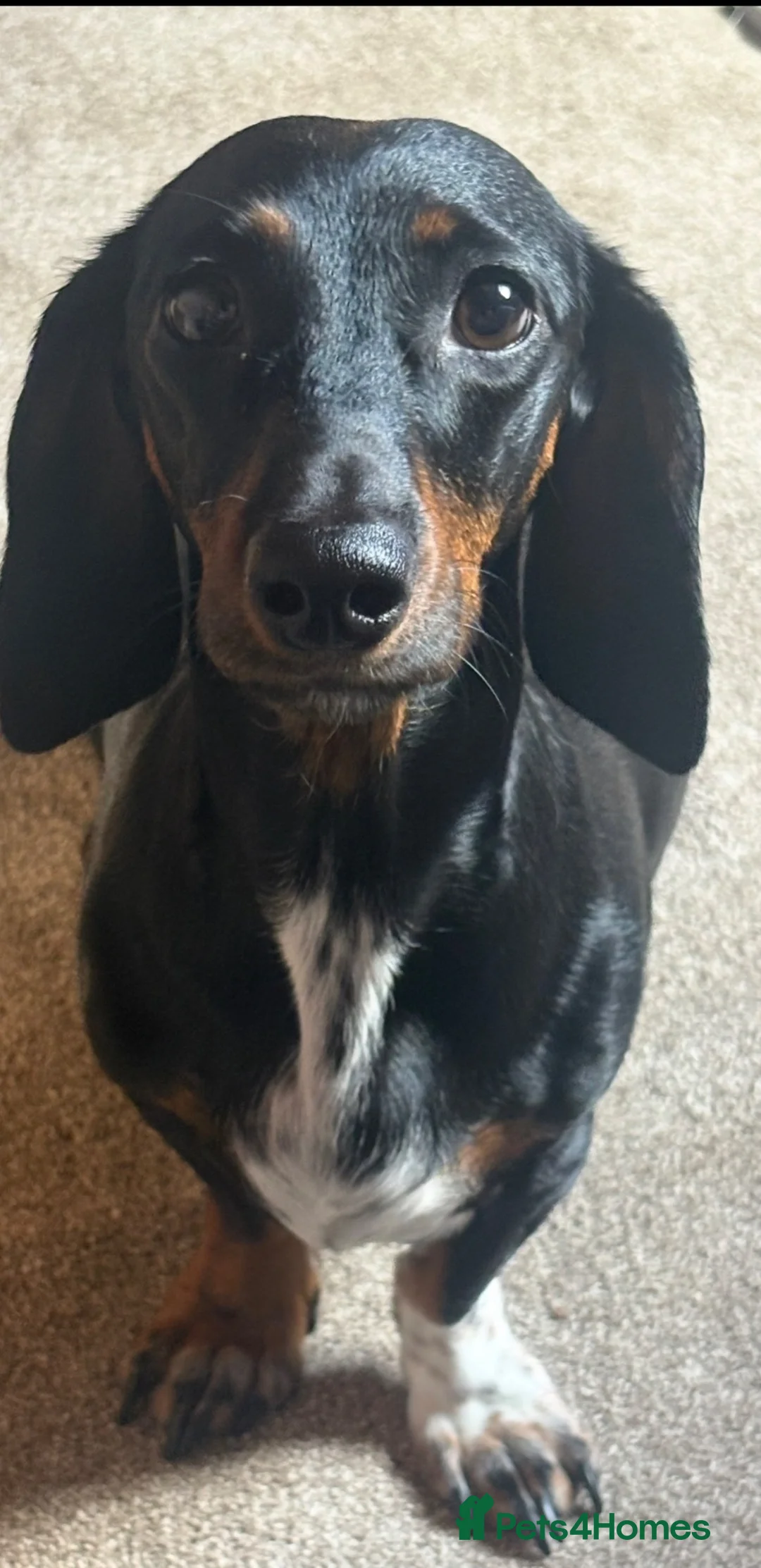 Miniature Dachshund dogs for sale: Beautiful Miniature Dachshund Puppies 🐾❤️ - Advert 1