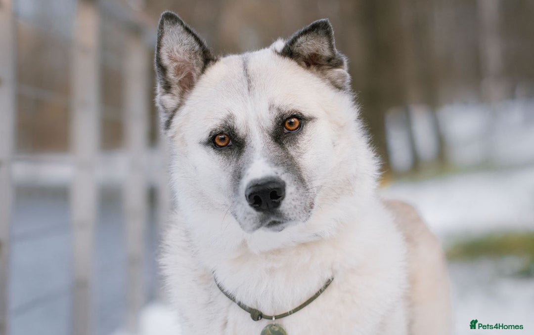 Shepsky dogs for sale: 🏡 ADOPT BINGO HUSKY X ✨ MAKE A MIRACLE HAPPEN - Advert 2