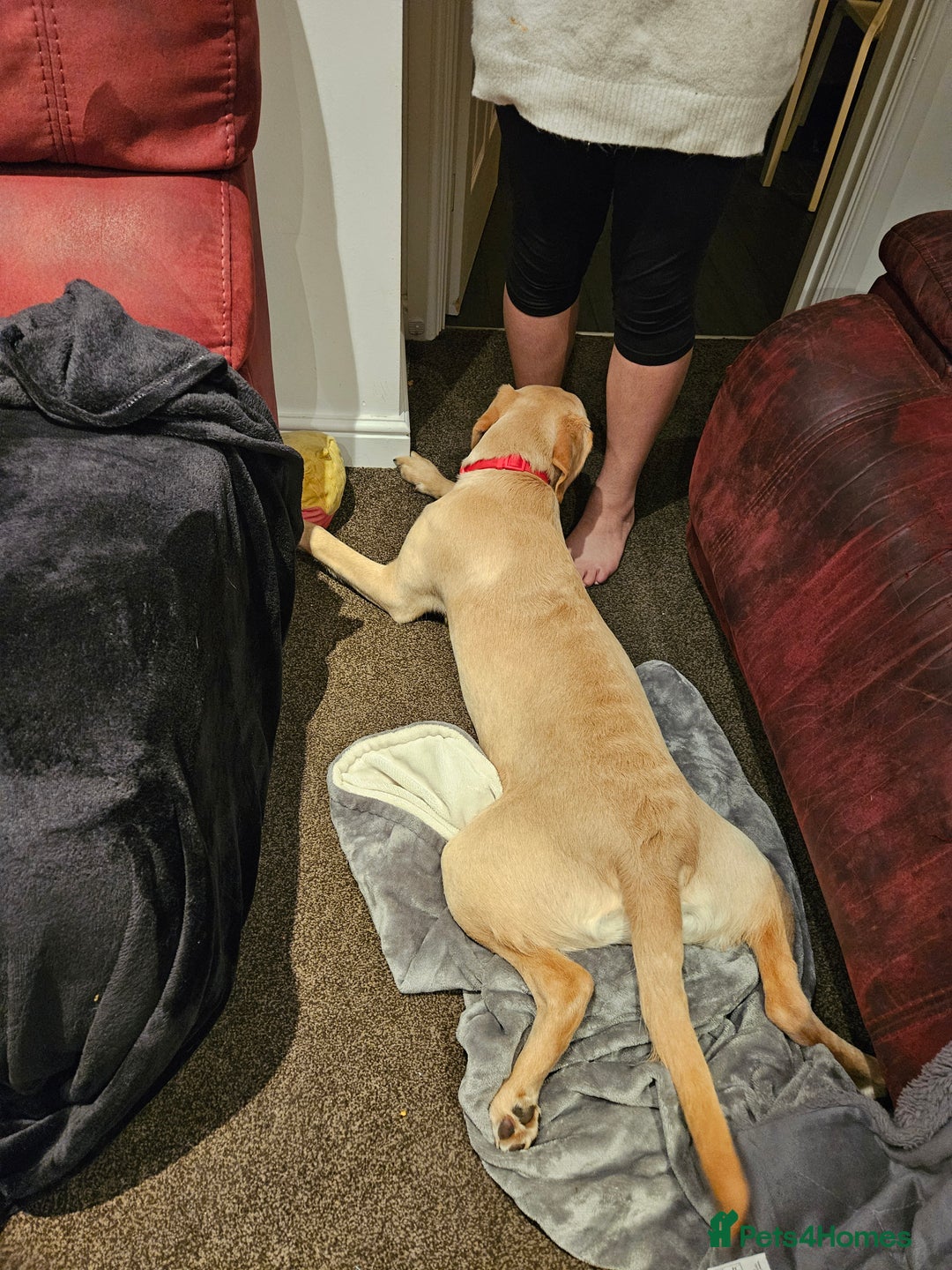 Labrador Retriever dogs for sale: 7-Month-Old Labrador for Rehoming - Advert 3