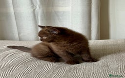 British Shorthair cats for sale: 2 Pedigree British Shorthair Chocolate Boys  - Image 3
