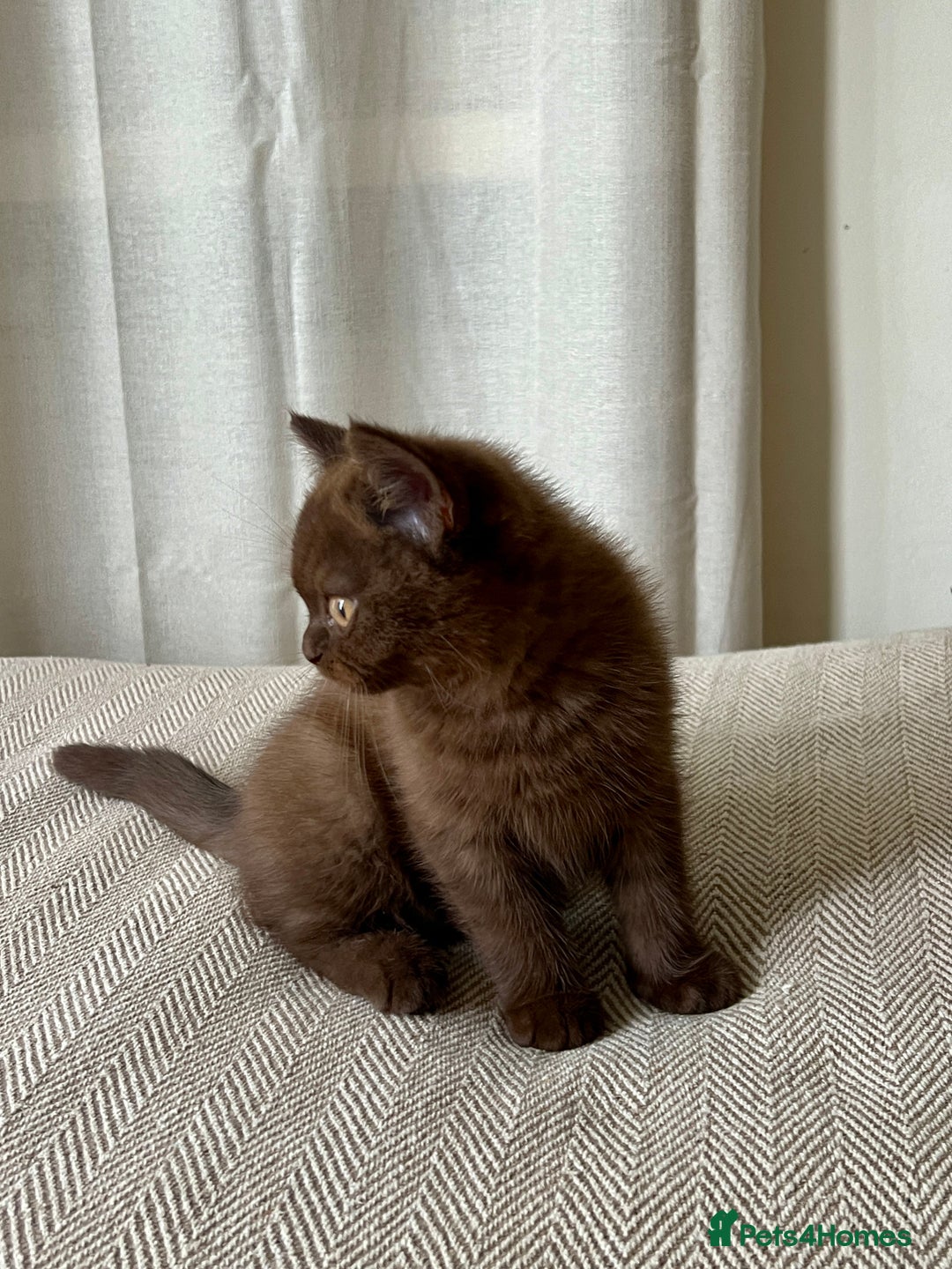 British Shorthair cats for sale: 2 Pedigree British Shorthair Chocolate Boys  - Image 3