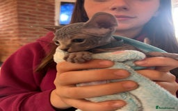 Sphynx cats for sale: Beautiful lot of Sphynx kittens from family pets - Image 14