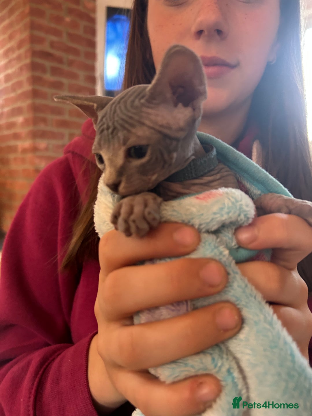 Sphynx cats for sale: Beautiful lot of Sphynx kittens from family pets - Image 14