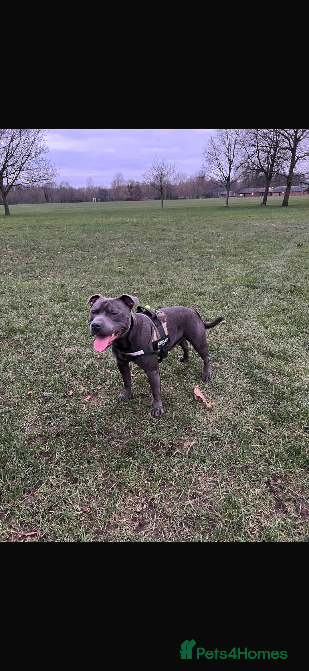 Staffordshire Bull Terrier dogs for sale: Staffy  - Advert 5