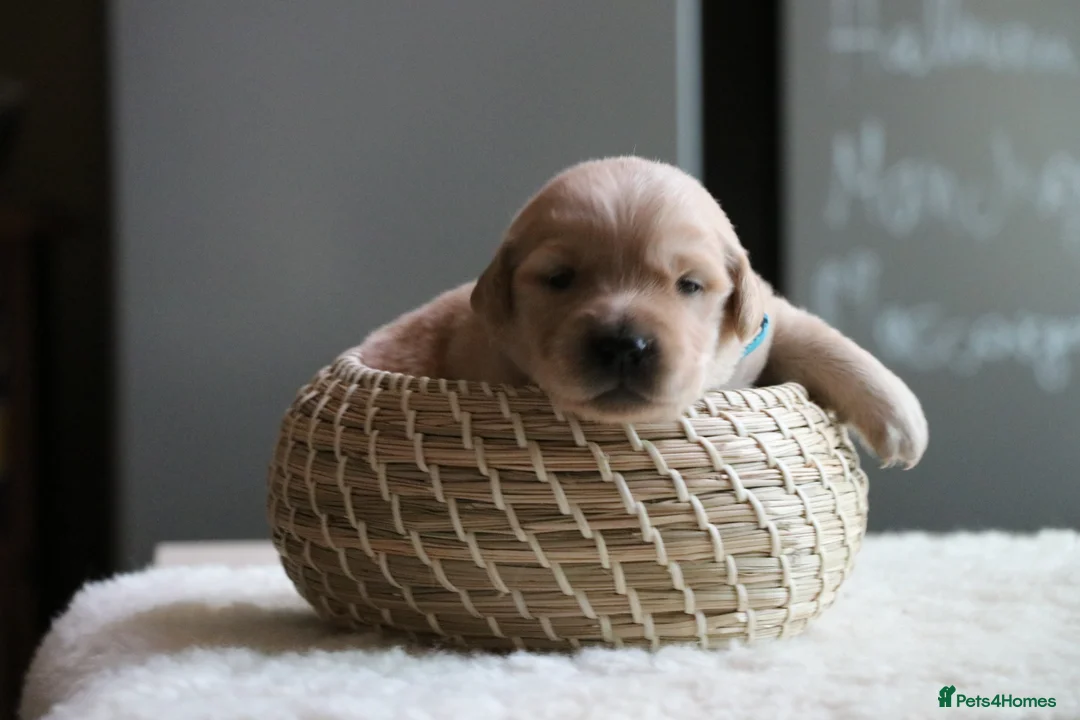 Golden Retriever dogs for sale: LITTLE BUNS - Advert 24