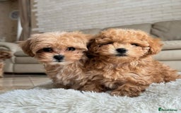 Maltipoo dogs for sale: Gorgeous Toy Maltipoo Puppies! - Image 15