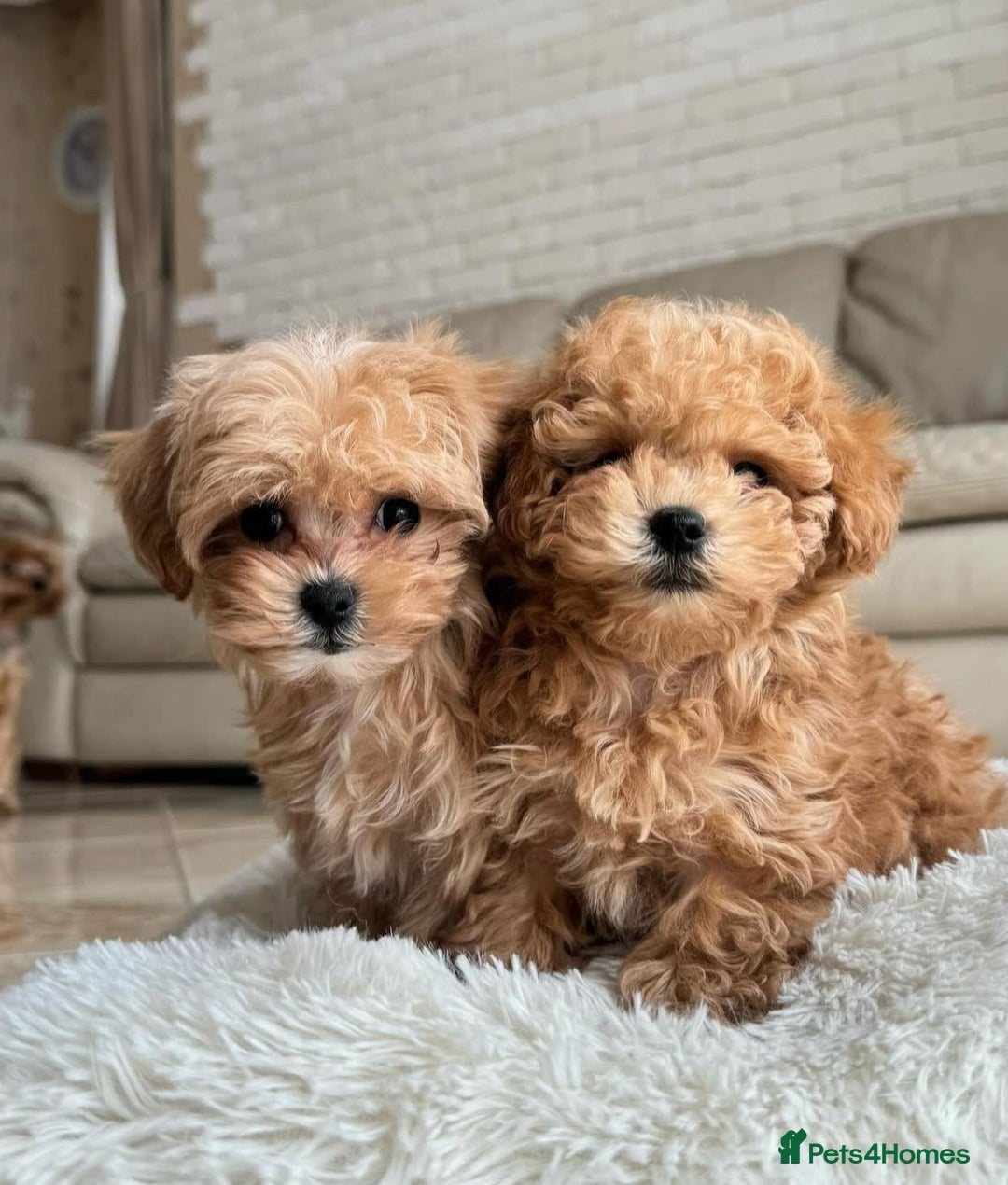 Maltipoo dogs for sale: Gorgeous Toy Maltipoo Puppies! - Image 15