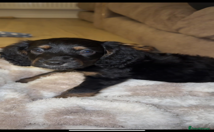 Cocker Spaniel dogs - Advert 1