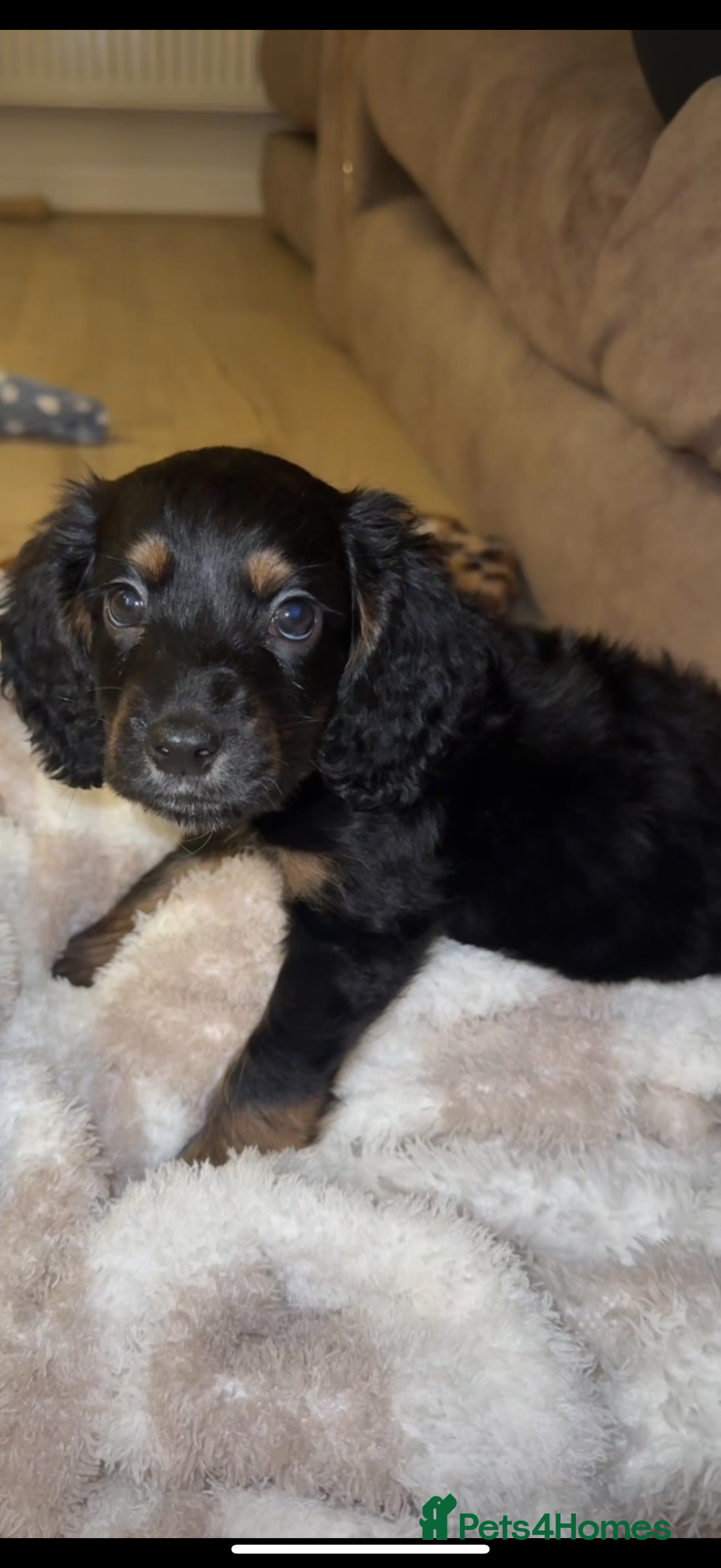 Cocker Spaniel dogs for sale: Cocker spaniel puppy  - Image 1