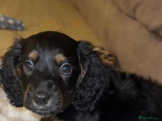 Cocker Spaniel dogs - Advert 8