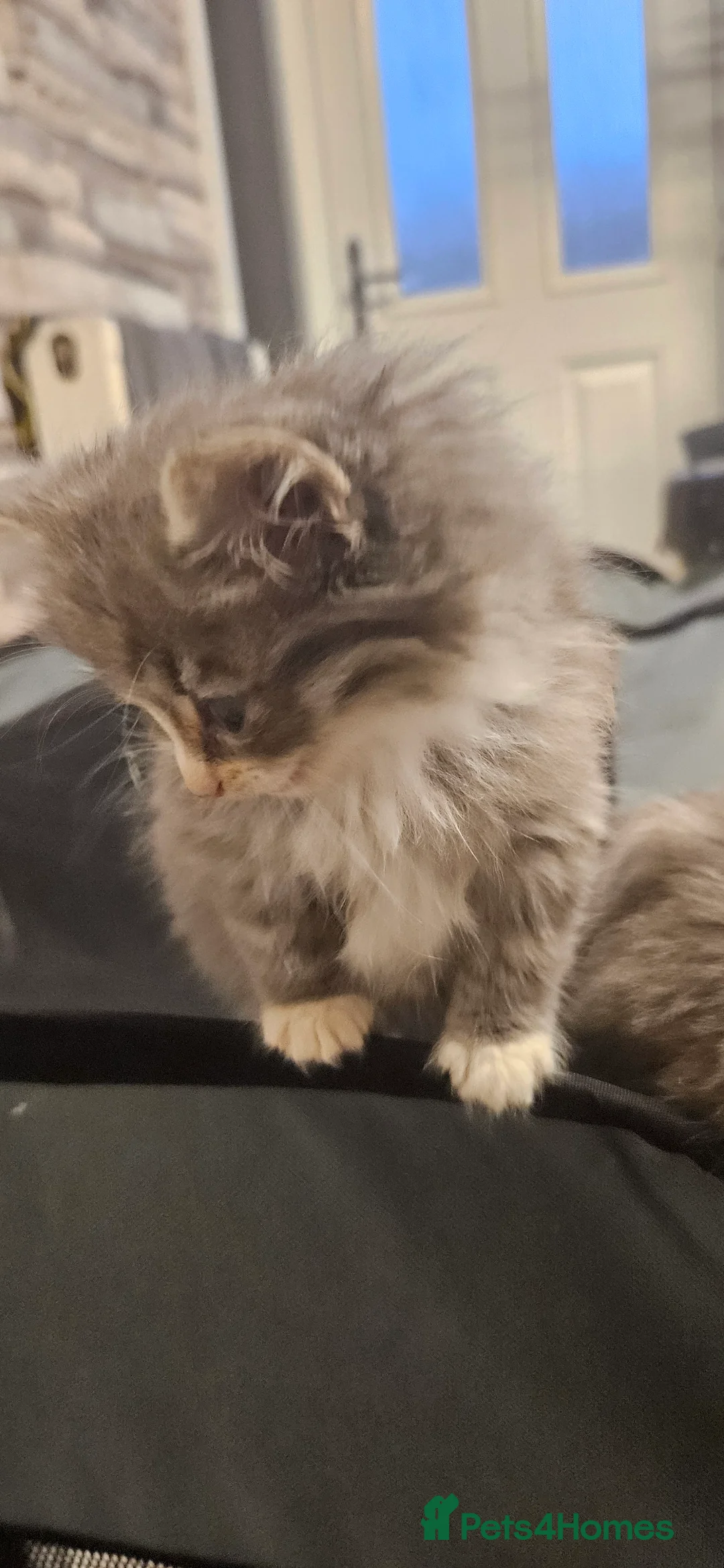 Mixed Breed cats for sale: Munchkin Kittens ready for their forever home - Advert 10