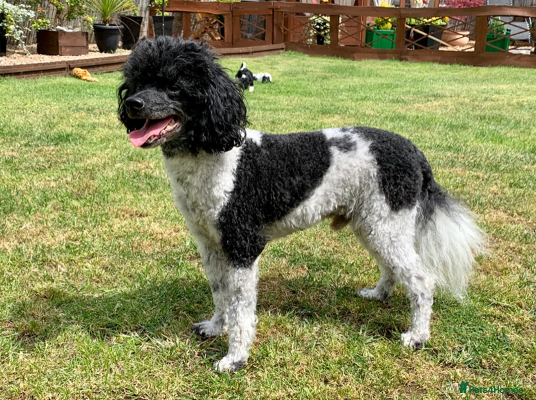 Toy Poodle dogs for stud: Toy Poodle for stud - Advert 3