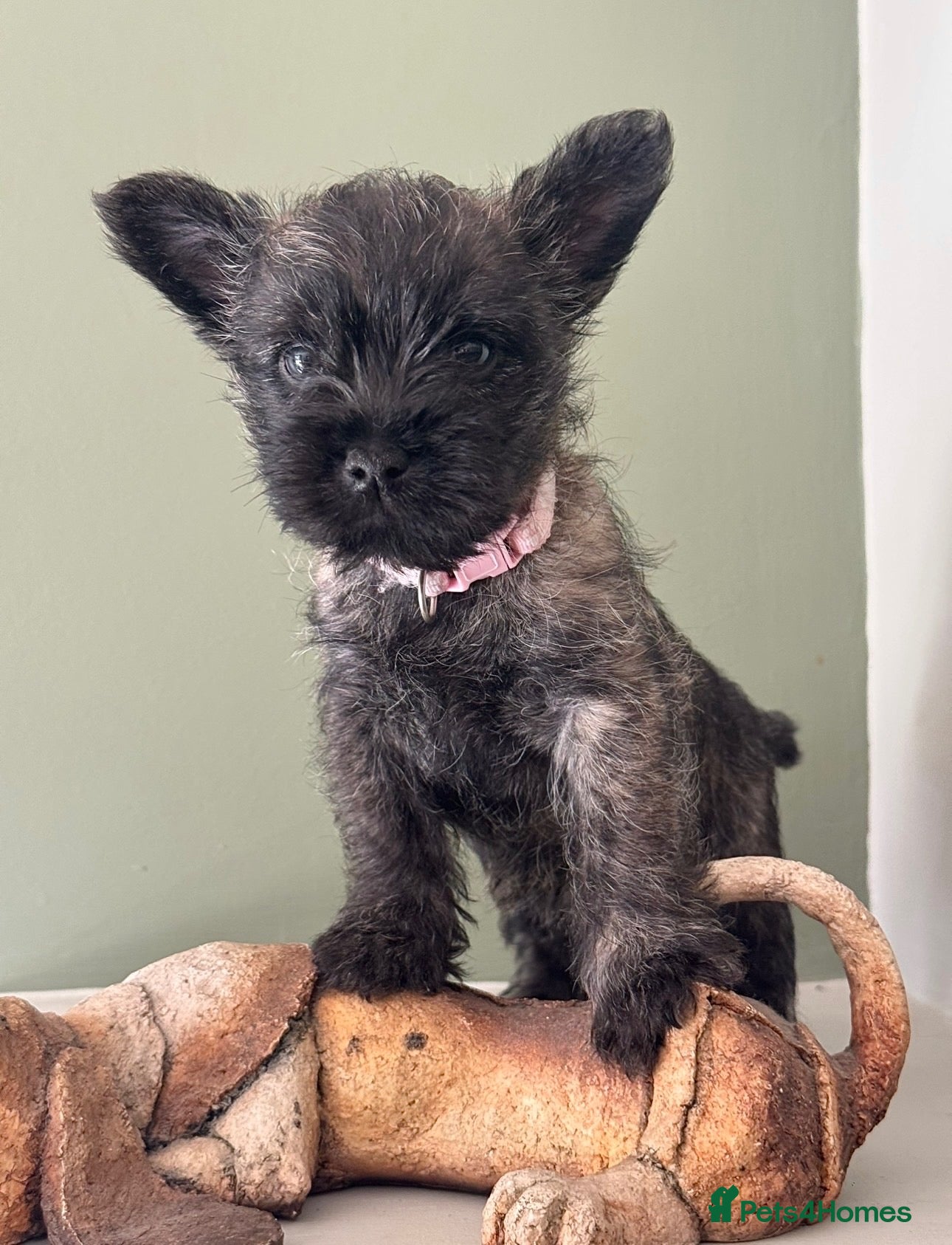 Cairn Terrier dogs x1 KC pup off Health Tested parents, avail now - Advert 5