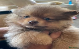 Pomeranian dogs for sale: Pomeranian puppy’s  - Image 9