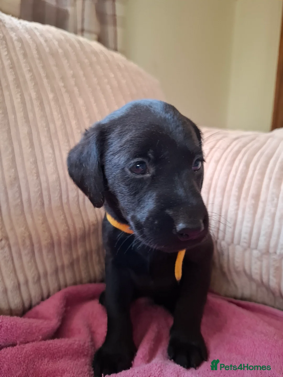 Labrador Retriever dogs for sale: LABRADOR PUPPIES FOR SALE  - Advert 12