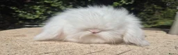 Angora rabbits for sale: 💓STUNNING TEDDYWIDDER BABIES- IMPORTED PARENTS 💓 - Advert 11