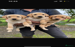 Labrador Retriever dogs for sale: Labrador puppies - Image 3