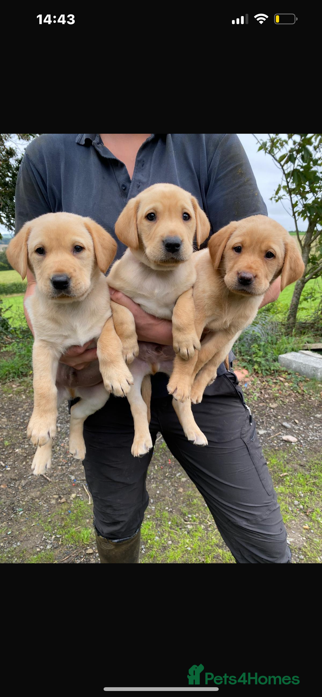 Labrador Retriever dogs for sale: Labrador puppies - Image 3