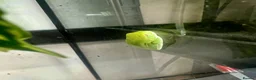Frog reptiles for sale: Various dart frogs and tree frogs  - Advert 19