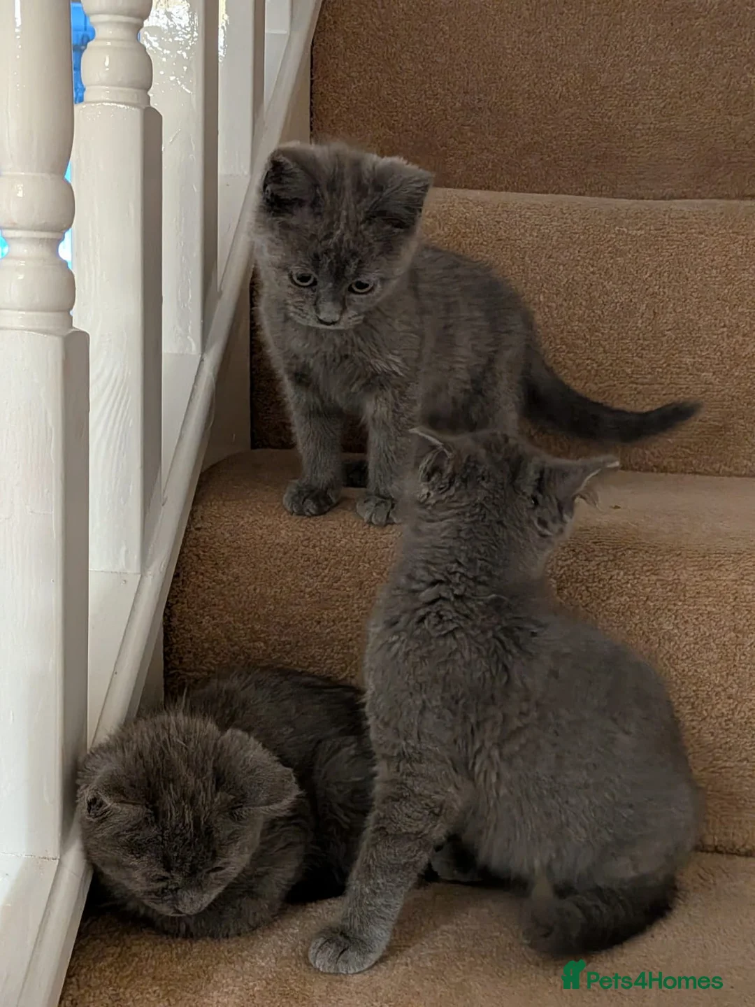 Russian Blue cats for sale: Pure Russian Blue kittens for sale  - Advert 2