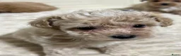 Maltese dogs for sale: Three Little Clouds of Joy Two  Girls & One Boy - Advert 4