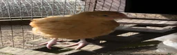 Chickens poultry for sale: Orpington Cockerels  - Advert 7