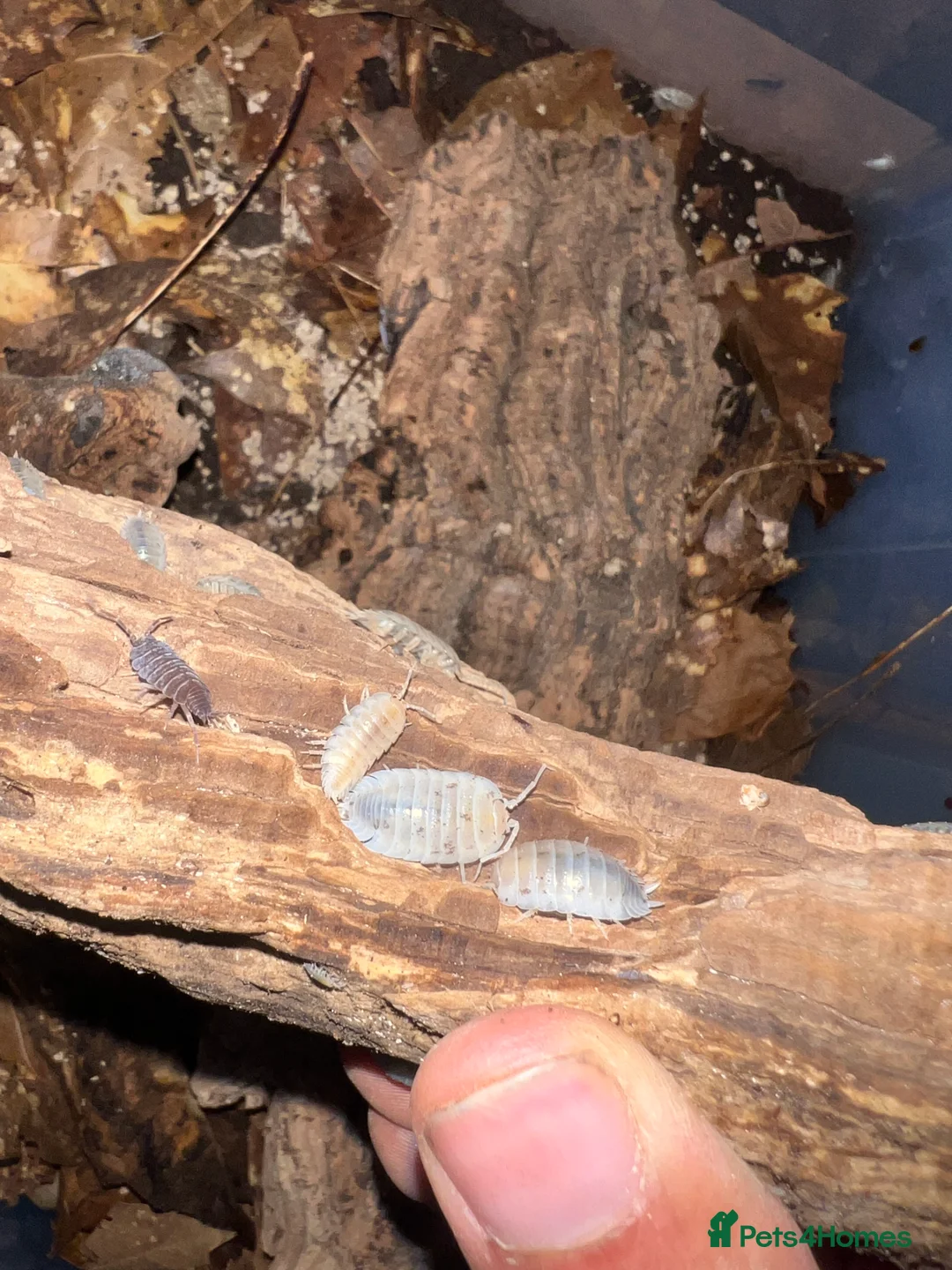Frog reptiles for sale: Snow White Isopods (Porcellio Laevis) - Advert 5