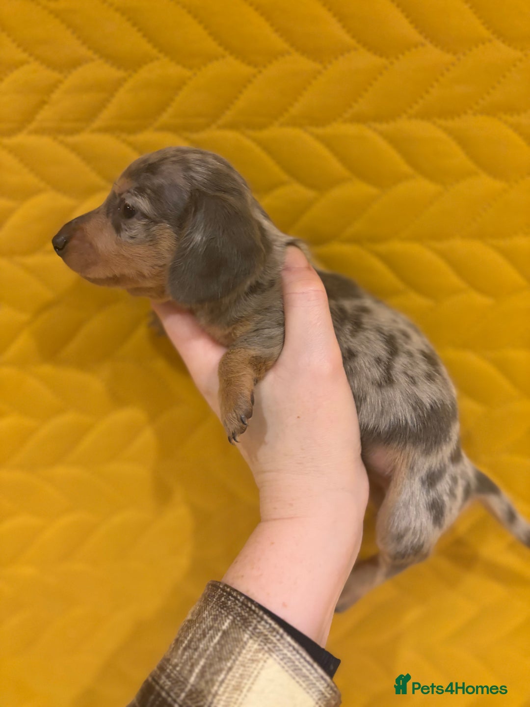 Miniature Dachshund dogs for sale: KC registered Miniature Dachshund Puppies - Advert 3