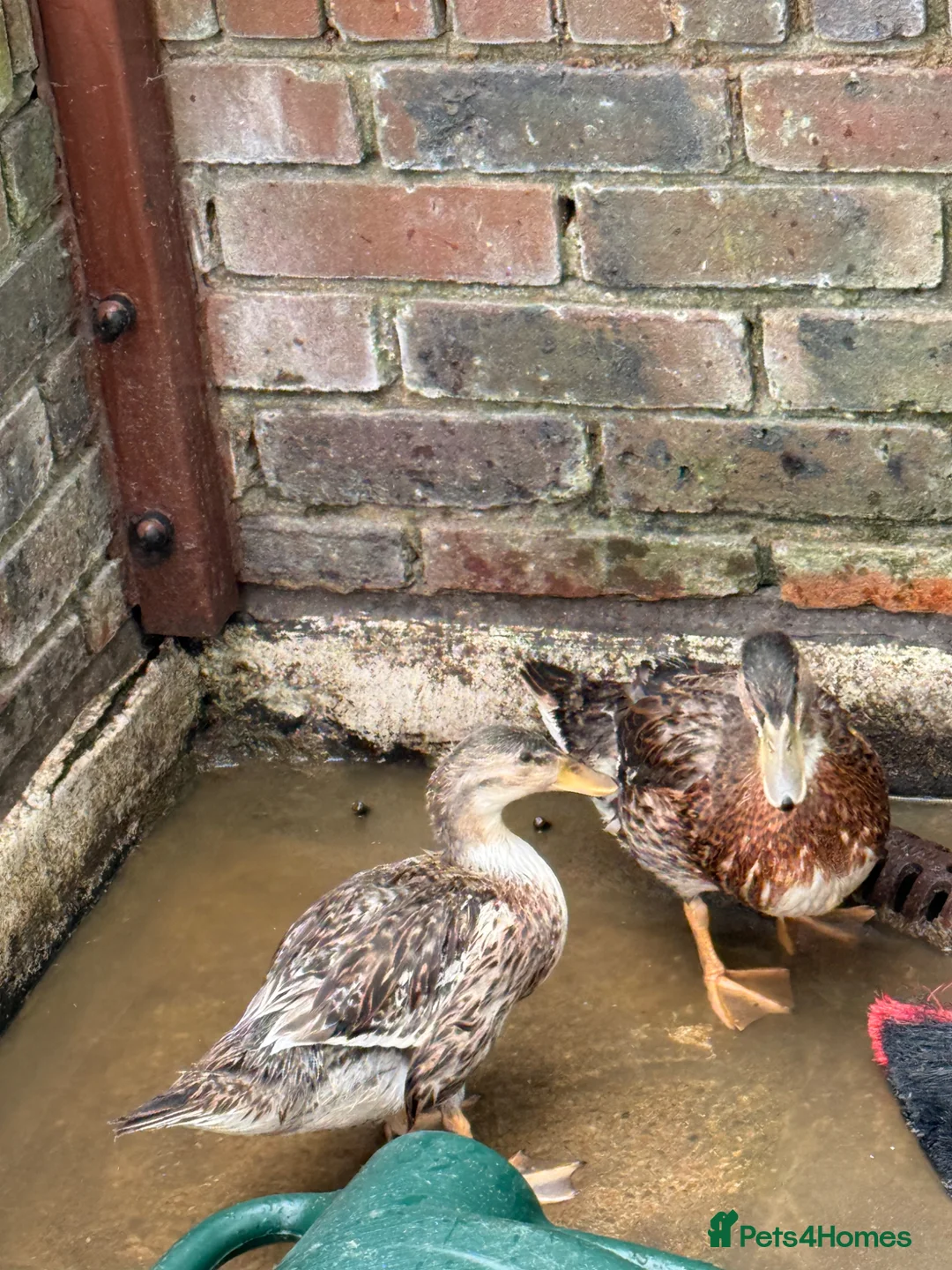 Ducks poultry for sale:  Two Friendly & Healthy Ducks  - Advert 3