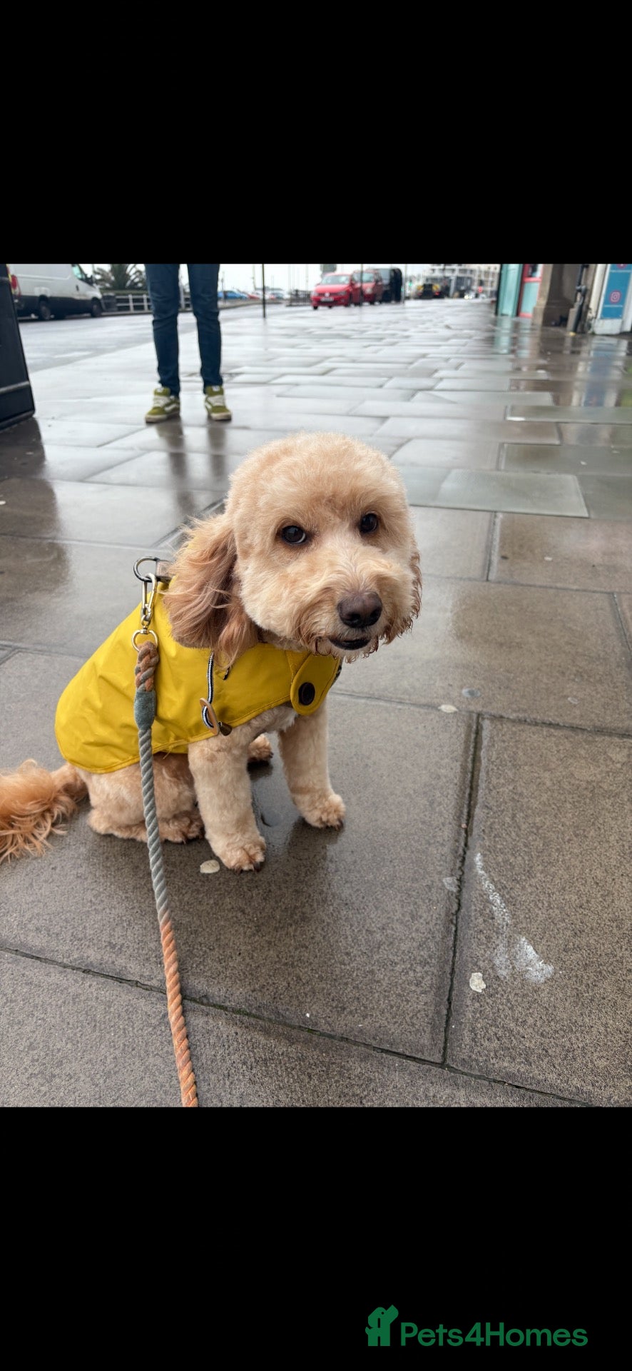 Cockapoo dogs Re homing  - Advert 1